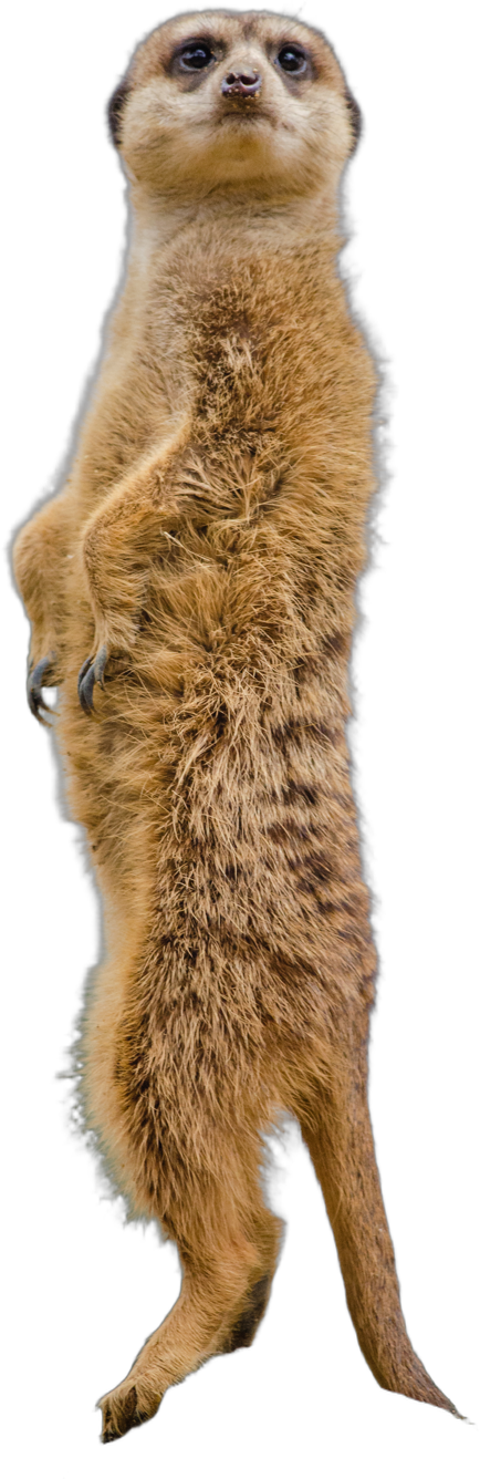 A meerkat standing on its hind legs, keeping watch